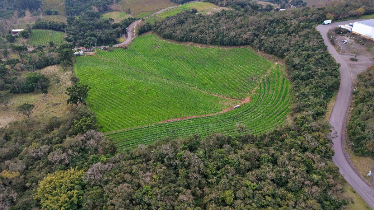 Lote 1 - IMÓVEL RURAL COM ÁREA DE 103.975M² LOCALIZADO EM MONTE BELO DO SUL, localizado em Monte Belo Do Sul - RS