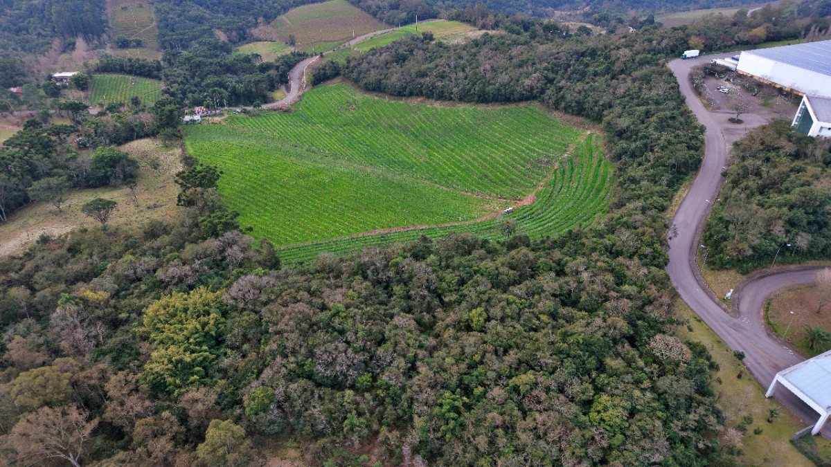 Lote 1 - IMÓVEL RURAL COM ÁREA DE 103.975M² LOCALIZADO EM MONTE BELO DO SUL, localizado em Monte Belo Do Sul - RS