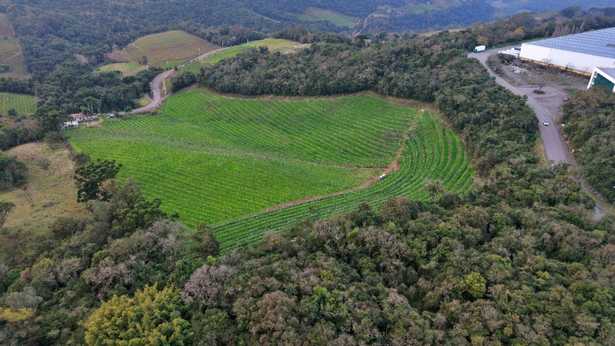 Lote 1 - IMÓVEL RURAL COM ÁREA DE 103.975M² LOCALIZADO EM MONTE BELO DO SUL, localizado em Monte Belo Do Sul - RS