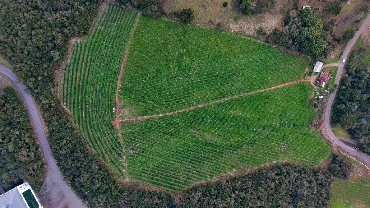 Lote 1 - IMÓVEL RURAL COM ÁREA DE 103.975M² LOCALIZADO EM MONTE BELO DO SUL, localizado em Monte Belo Do Sul - RS