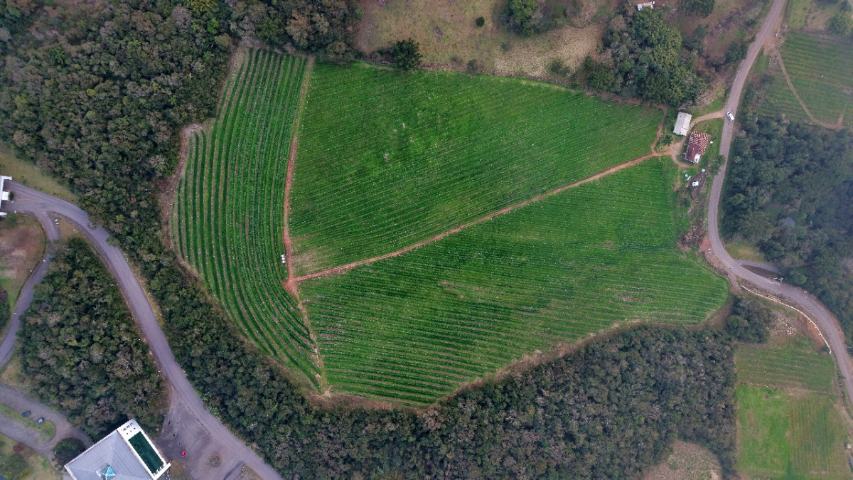 Lote 1 - IMÓVEL RURAL COM ÁREA DE 103.975M² LOCALIZADO EM MONTE BELO DO SUL, localizado em Monte Belo Do Sul - RS