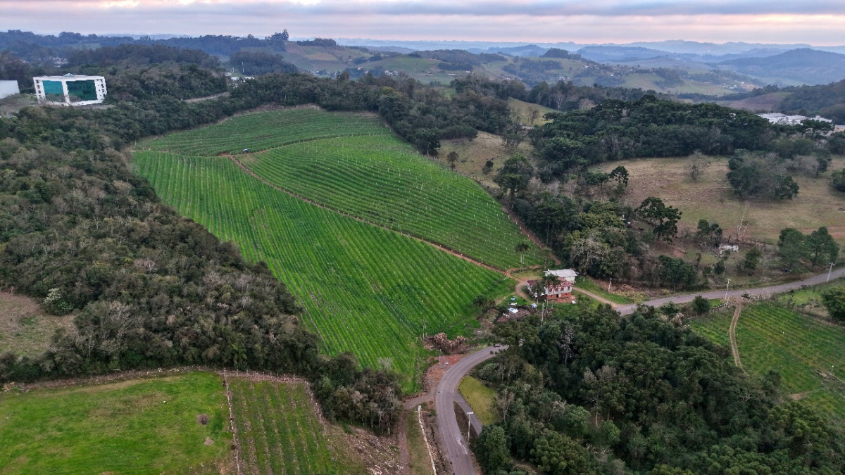 Lote 1 - IMÓVEL RURAL COM ÁREA DE 103.975M² LOCALIZADO EM MONTE BELO DO SUL, localizado em Monte Belo Do Sul - RS