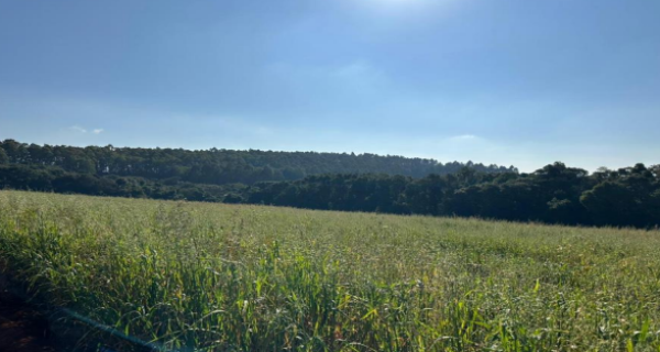 Imóvel Rural - 14.516.867,00m² - Campo Alto - Cantagalo/PR