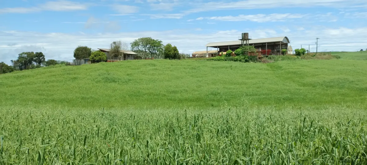 Enéas Carrilho de Vasconcelos Neto