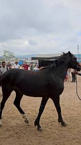 Enéas Carrilho de Vasconcelos Neto